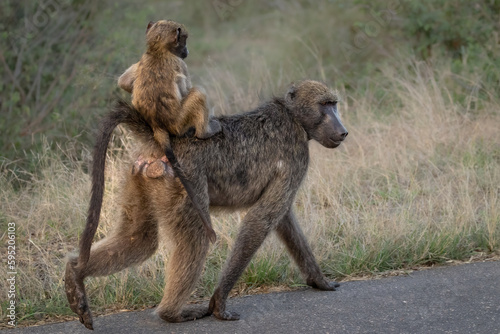 Baby baboon riding on mother baboon's back