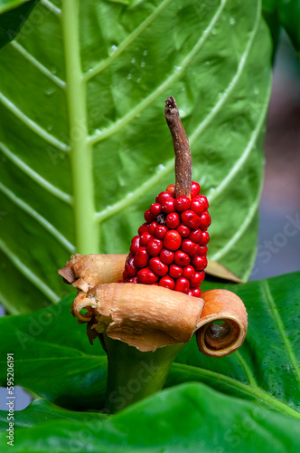 Sydney Australia, red fruit of an alocasia brisbanensis or spoon lily photo