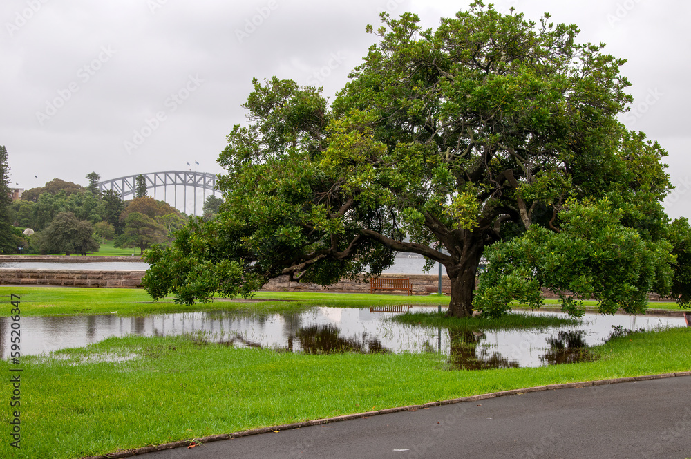 Sydney Australia, view of water puddle under tree on an overcast day
