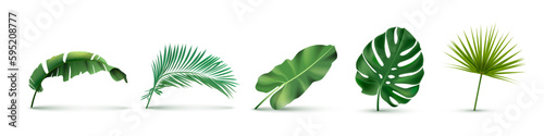 Green exotic jungle leaves set. Monstera, philodendron, fan palm, banana leaf, areca palm vector illustration. Tropic botanical elements on white background. Floral collection