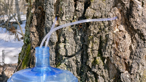 Southern Urals, spring taiga: collecting birch sap in bottles. photo