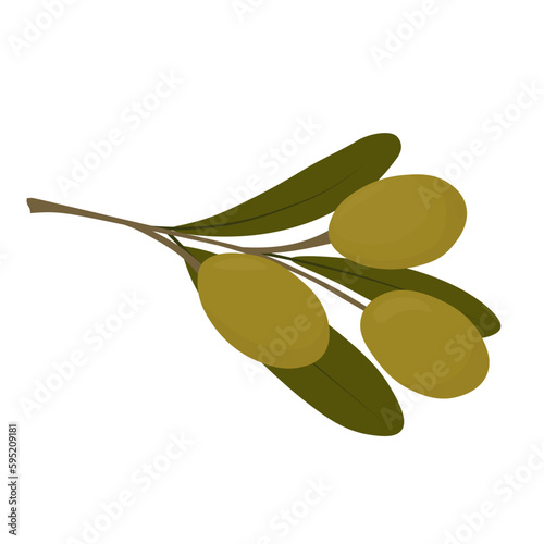 Olive vector stock illustration. Green berries of the olive tree. fruits on branches. oil. isolated on a white background. Logo