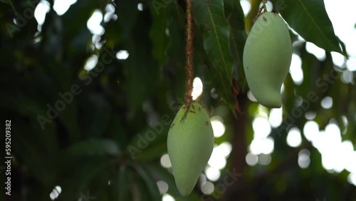 Close up of mango on the tree.  