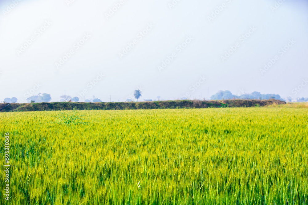 Green fresh wheat crop agriculture field background, Copy space Green fresh wheat crop agriculture field background, Copy space
