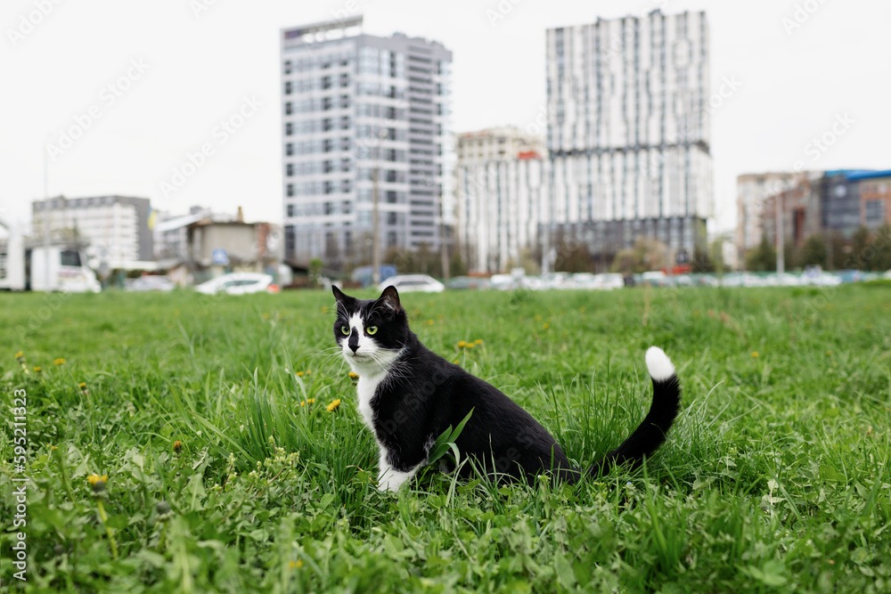 A black and white cat sits in a field with a city in the background. A black and white cat sits in a field with a city in the background.