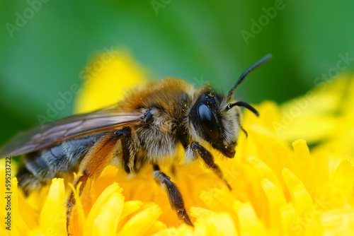 Natural colorful close-up on a female Grey-gastered mining bee, Andrena tibialis in a yellow dandelion flower © Henk