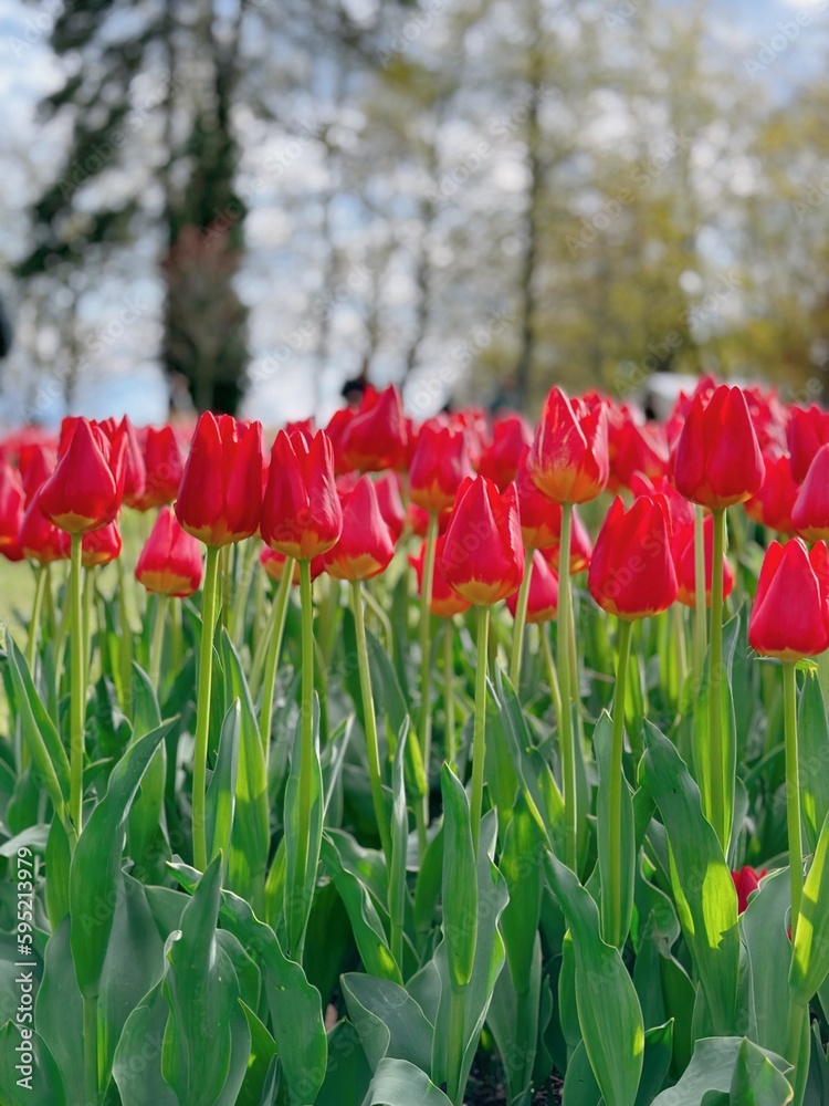 custom made wallpaper toronto digitalred tulip field