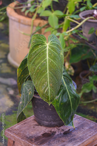 close up green leave wallpaper background texture