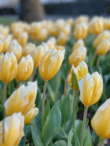 yellow tulips in the garden