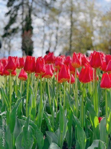 red tulip field
