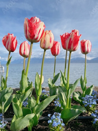 pink and white tulips in spring