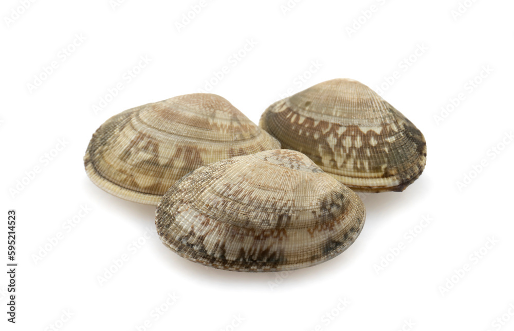 Obraz premium mussels on white background
