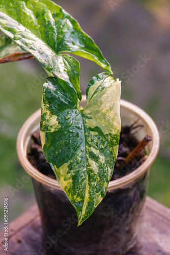 close up green leave wallpaper background texture