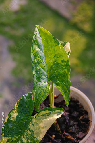 close up green leave wallpaper background texture