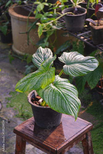 close up green leave wallpaper background texture