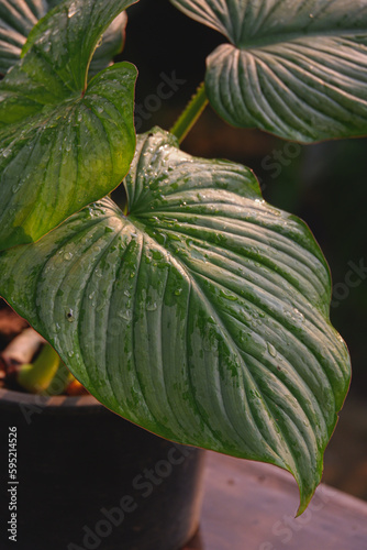 close up green leave wallpaper background texture