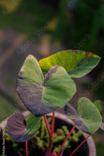 close up green leave wallpaper background texture
