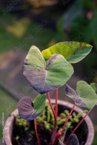 close up green leave wallpaper background texture