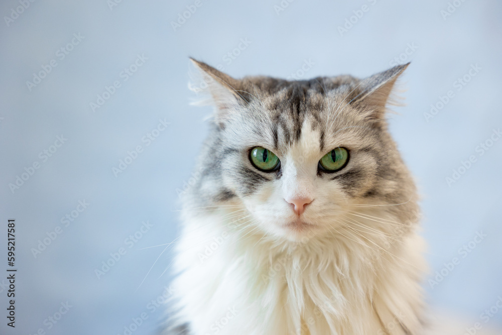 Portrait of a gray-white cat with green eyes