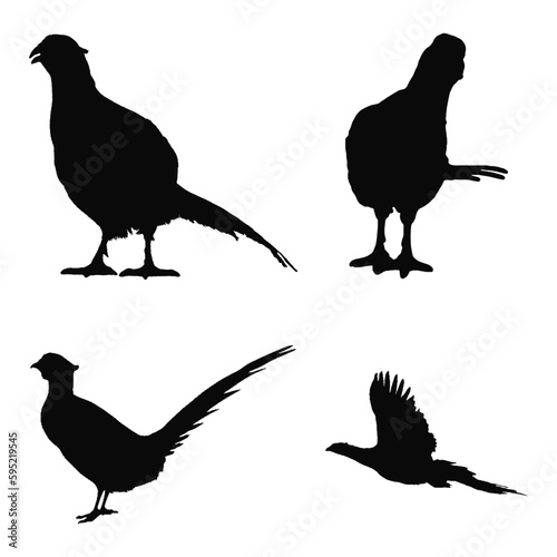 pheasant silhouette illustration. Sketches of birds. Flying and standing pheasant Black and white pheasant illustration.