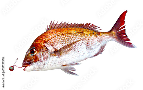 Retouched image of Red sea bream caught by Japanese Hitotsu-tenya fishing hook. Cutout image on white background.
