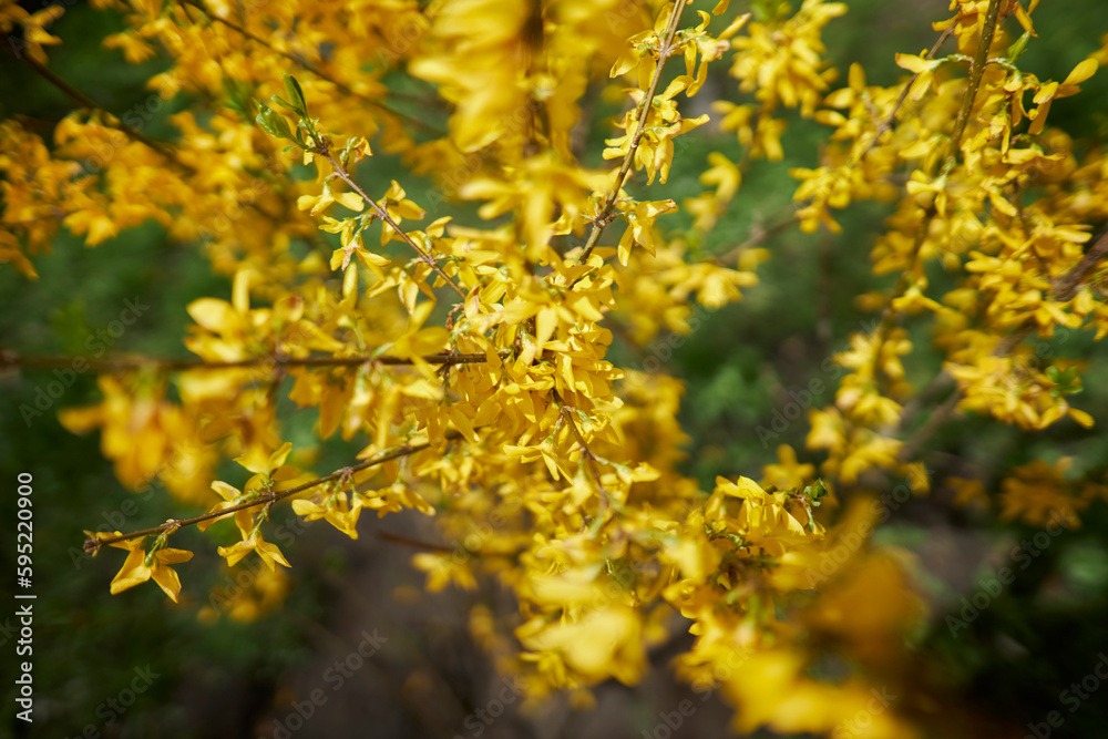 Yellow branch of spring blooming forsythia bush. Olive family genus forsythia. Rack focus. Yellow Forsythia Flowers. Blossoming Forsythia. Yellow branch of spring blooming forsythia bush. Olive family genus forsythia. Rack focus. Yellow Forsythia Flowers. Blossoming Forsythia.