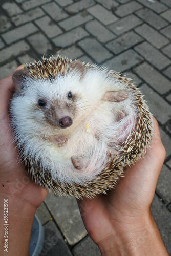 The mini hedgehog behaves adorable lying on its back on the hand