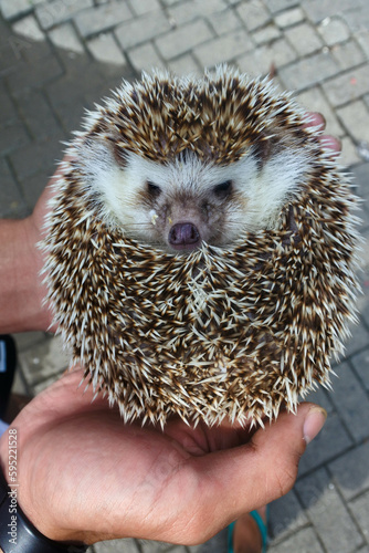 a mini hedgehog curled up hiding behind its quills over someone's hand