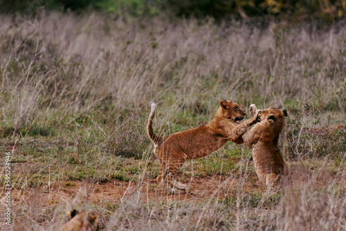 lion cubs play fight one another