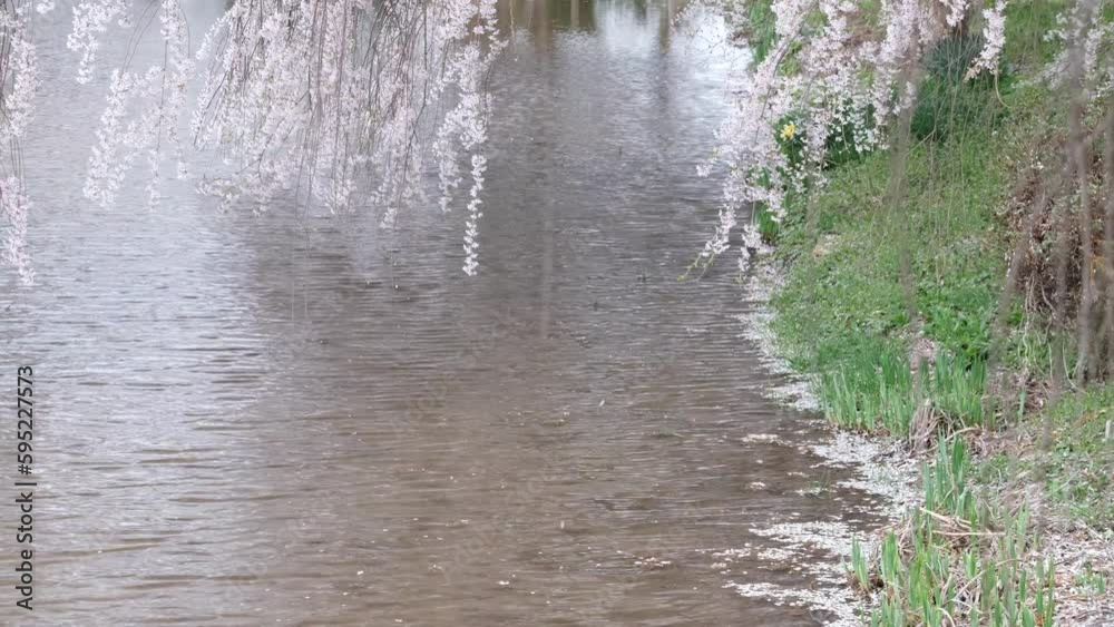 水辺のしだれ桜 水辺のしだれ桜