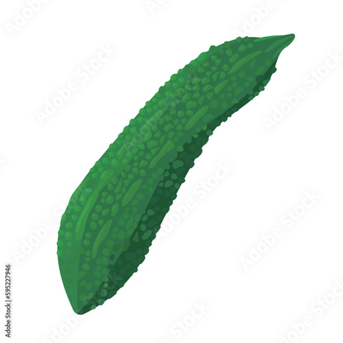 Vector illustration of bitter melon.