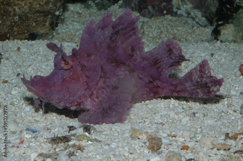 Purple Ocellated frogfish warty or ( antennaruis pictus ) underwater in bottom of sea