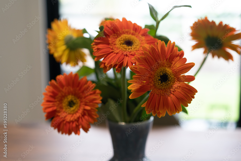 Gerbera Flowers Gerbera Flowers