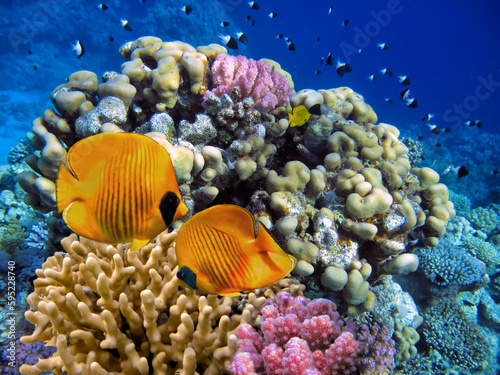 Fototapeta Naklejka Na Ścianę i Meble -  Hard coral, Red Sea, Sharm El Sheikh. Egypt
