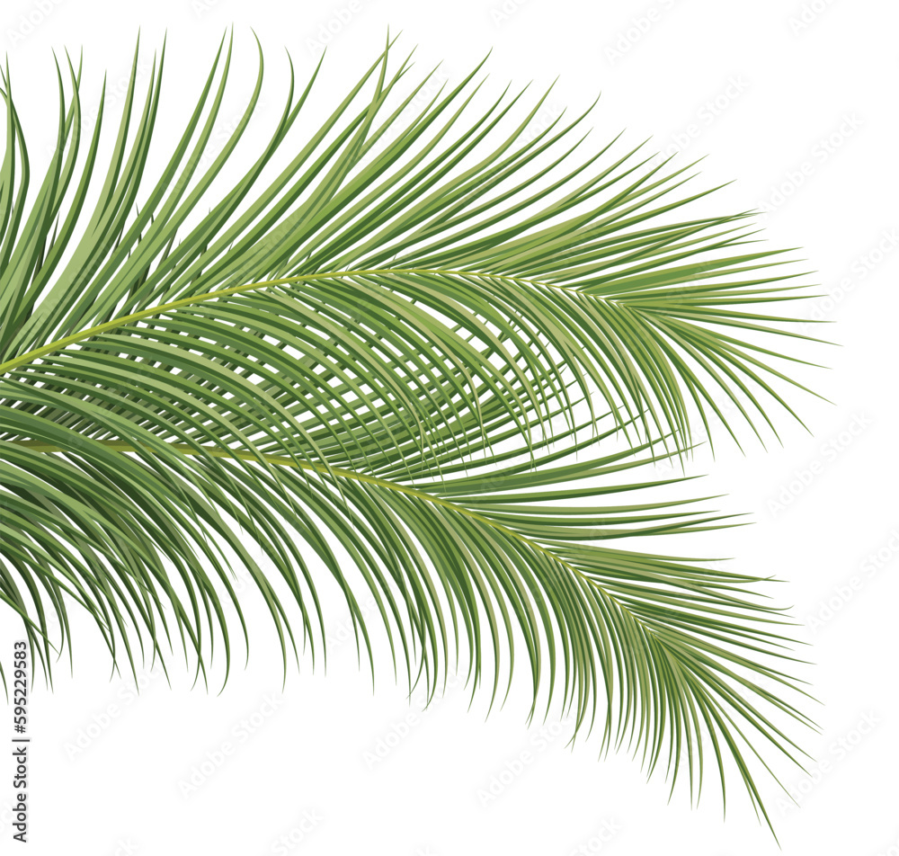 palm branch, coconut leaf, tropical plant