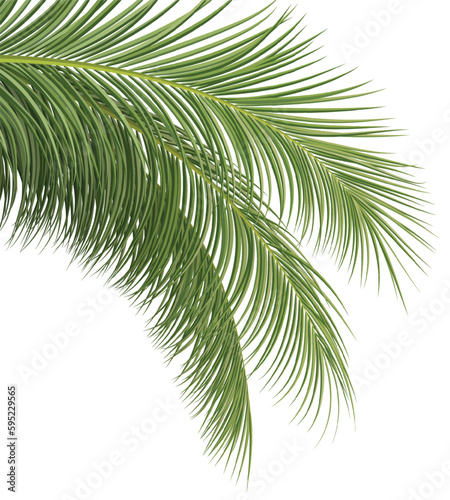 palm branch, coconut leaf, tropical plant