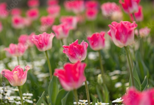 Pink tulip flowers in the garden