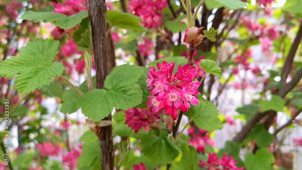 Ribes sanguineum Ribes sanguineum