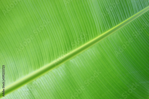 Banana leaf close up. Abstract nature background with green banana leaf texture