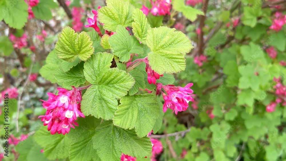 Pink Flowering Currant. Close up of the ribes sanguineium flowering Pink Flowering Currant. Close up of the ribes sanguineium flowering