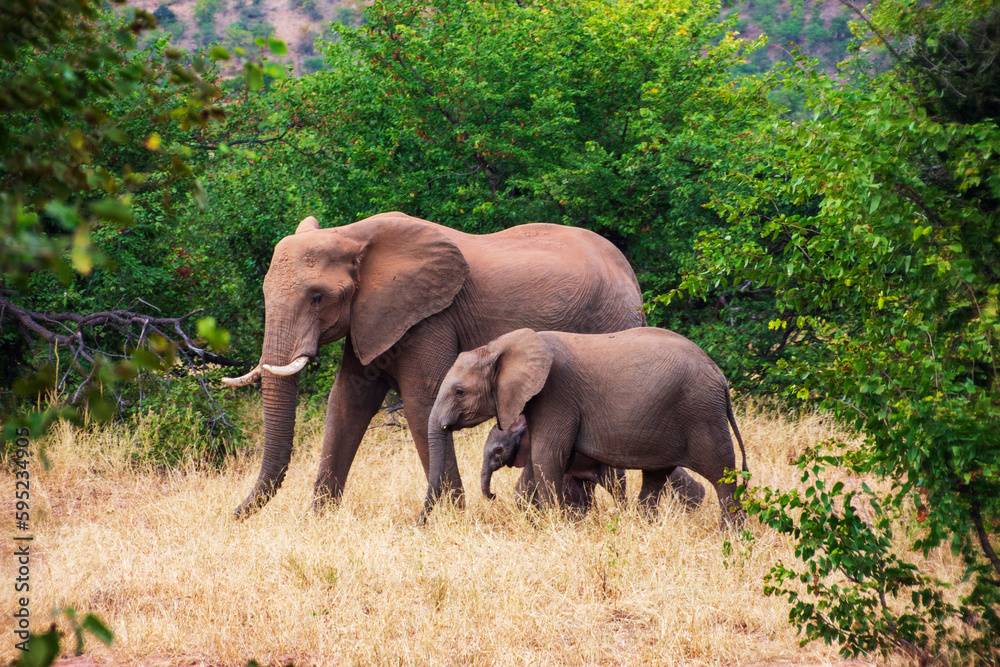 Elephant and 2 babies, Tuli Block, Botswana