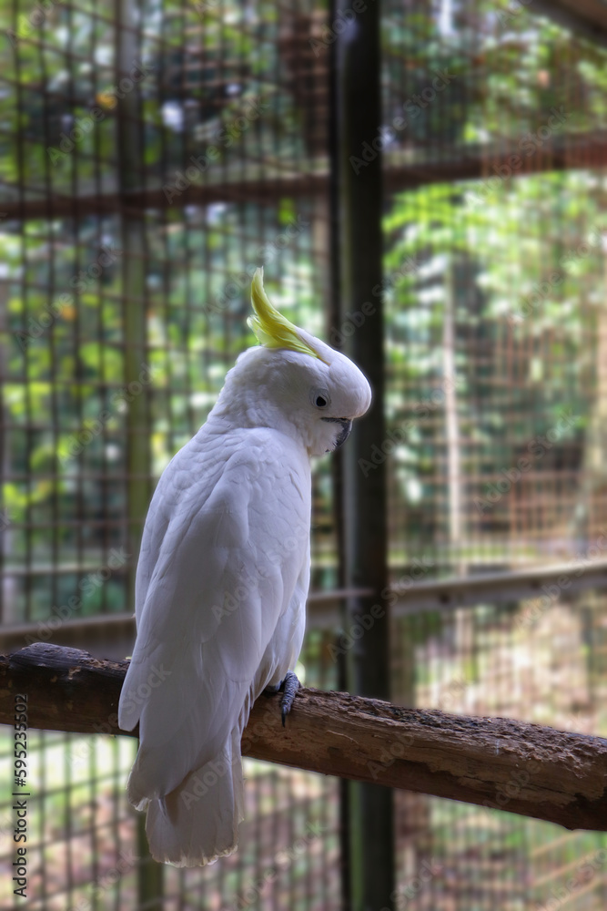 A White Feathered Cockatoo on the Branch Looking at the Other Way opposite to the Body A White Feathered Cockatoo on the Branch Looking at the Other Way opposite to the Body