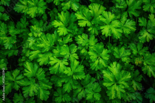 Background parsley leaves. Close-up of organic parsley leaves. Generative AI