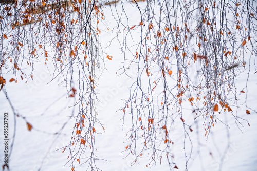 Thin branches of a birch in full screen mode © Stock Pix