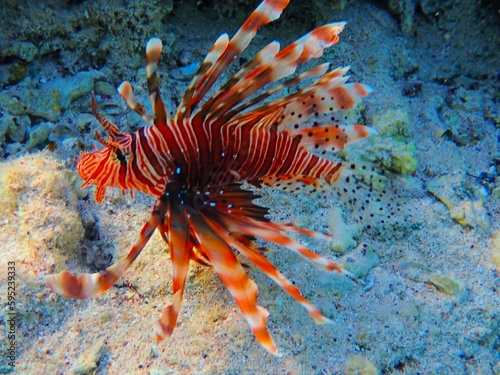 Lionfish near Jaz Lamaya, Coraya bay, Marsa Alam, Egypt, red sea