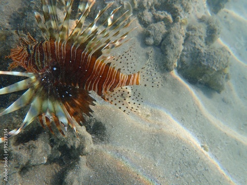 Lionfish near Jaz Lamaya, Coraya bay, Marsa Alam, Egypt, red sea
