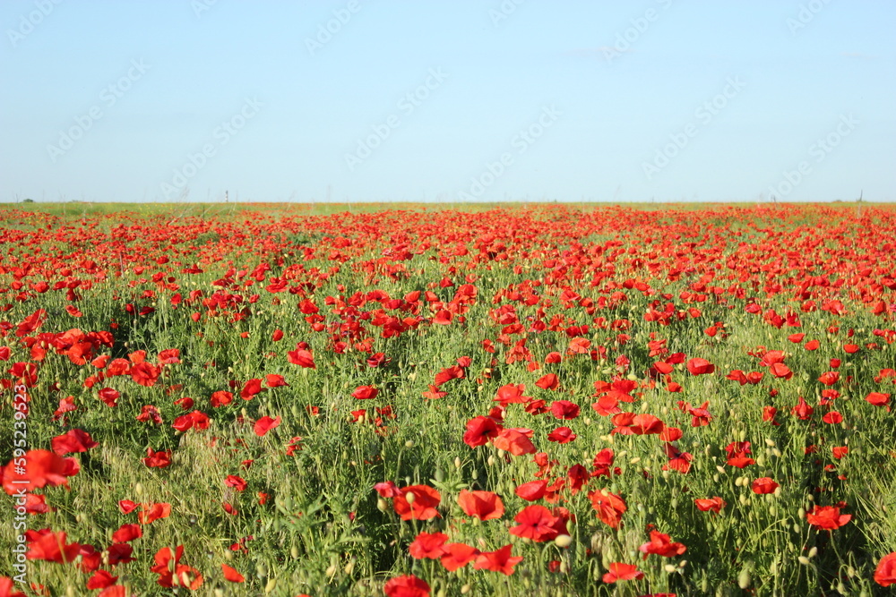 Poppies.Poppy field. Poppy field in Ukraine.