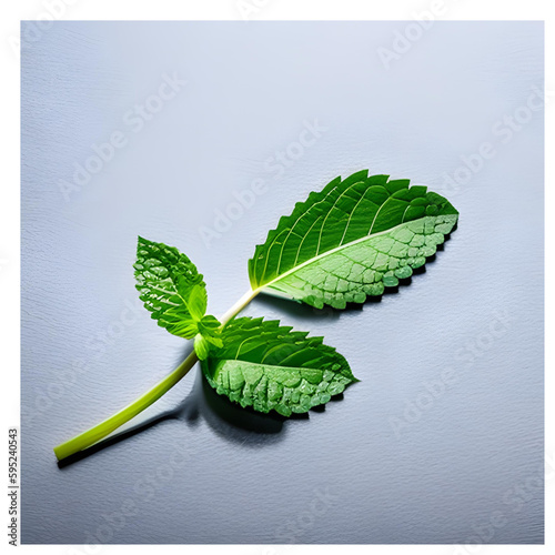 mint leaves on white background