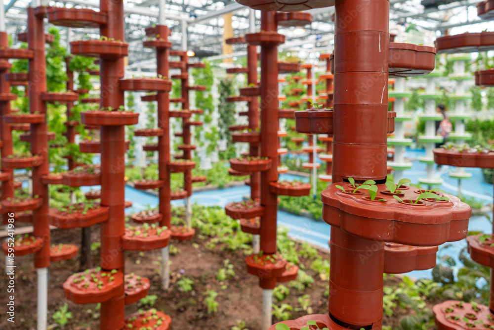 Organic vegetables in agricultural plantations Organic vegetables in agricultural plantations
