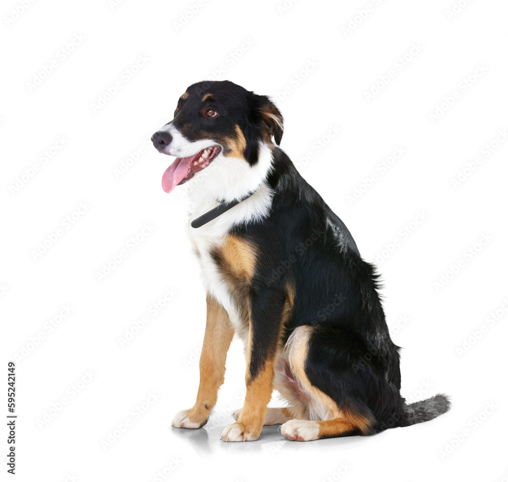 Dog, tongue out and border collie relax and calm on isolated, transparent and png background. Pet, puppy and sweet animal sitting, waiting and watching in behavior training, playing and command